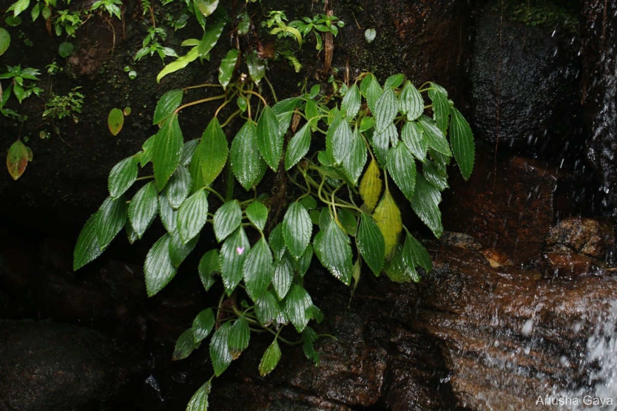 Impatiens lancifolia C.Bandara, Atthanagoda & Kariyawasam